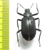 Tenebrionidae sp.  Ghana - INSECTS-STORE.RU