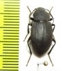 Tenebrionidae sp.  New Caledonia - INSECTS-STORE.RU