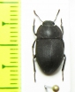 Tenebrionidae sp.  Portugal, Madeira isl. - INSECTS-STORE.RU