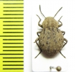 Tenebrionidae sp.  Senegal - INSECTS-STORE.RU