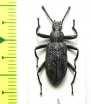 Metallonotus metallicus  Togo - INSECTS-STORE.RU