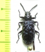 Phymatestes sp.  French Guiana - INSECTS-STORE.RU