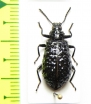 Phymatestes tuberculatus, female  French Guiana - INSECTS-STORE.RU