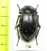 Pilobalia oblonga  Bolivia - INSECTS-STORE.RU