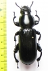 Prioscelis serrata haesitans  Sao Tome - INSECTS-STORE.RU