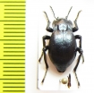 Psectrascelis laevigata  Bolivia - INSECTS-STORE.RU