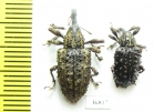Curculionidae sp.  Ecuador - INSECTS-STORE.RU