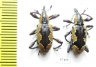 Curculionidae sp.  Ecuador - INSECTS-STORE.RU