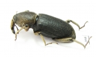 Curculionidae sp.  Ecuador - INSECTS-STORE.RU