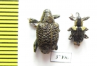 Curculionidae sp.  Ecuador - INSECTS-STORE.RU