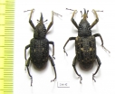 Curculionidae sp.  Indonesia, Kalimantan - INSECTS-STORE.RU