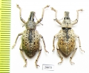 Curculionidae sp.  Indonesia, Molu isl. - INSECTS-STORE.RU