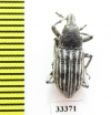 Curculionidae sp.  Iran, Lorestan prov. - INSECTS-STORE.RU