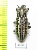 Curculionidae sp.  Kazakhstan - INSECTS-STORE.RU
