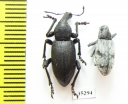 Curculionidae sp.  Kazakhstan - INSECTS-STORE.RU