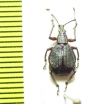 Curculionidae sp.  Kenya - INSECTS-STORE.RU