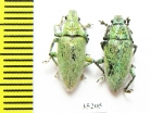 Curculionidae sp.  Laos - INSECTS-STORE.RU