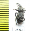 Curculionidae sp.  Mexico - INSECTS-STORE.RU