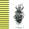 Curculionidae sp.  Mexico - INSECTS-STORE.RU