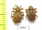Curculionidae sp.  Panama - INSECTS-STORE.RU