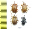 Curculionidae sp.  Panama - INSECTS-STORE.RU
