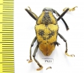 Curculionidae sp.  Peru - INSECTS-STORE.RU