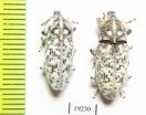 Curculionidae sp.  Russia, Astrakhan reg. - INSECTS-STORE.RU