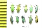 Curculionidae sp.  Russia, Tver reg. - INSECTS-STORE.RU