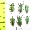 Curculionidae sp.  Russia, Tver reg. - INSECTS-STORE.RU