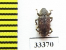 Curculionidae sp.  Sri Lanka - INSECTS-STORE.RU