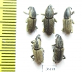 Curculionidae sp.  Thailand - INSECTS-STORE.RU