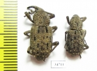 Curculionidae sp.  Ethiopia - INSECTS-STORE.RU