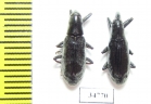 Curculionidae sp.  Ethiopia - INSECTS-STORE.RU