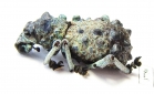 Curculionidae sp.  Madagascar - INSECTS-STORE.RU
