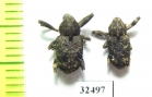 Curculionidae sp.  South Africa Rep. - INSECTS-STORE.RU