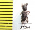 Curculionidae sp.  South Africa Rep. - INSECTS-STORE.RU