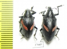 Curculionidae sp.  South Africa Rep. - INSECTS-STORE.RU