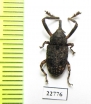 Curculionidae sp.  South Africa Rep. - INSECTS-STORE.RU