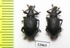 Curculionidae sp.  South Africa Rep. - INSECTS-STORE.RU