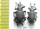 Curculionidae sp.  South Africa Rep. - INSECTS-STORE.RU