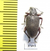 Curculionidae sp.  South Africa Rep. - INSECTS-STORE.RU
