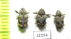 Curculionidae sp.  South Africa Rep. - INSECTS-STORE.RU
