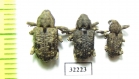 Curculionidae sp.  South Africa Rep. - INSECTS-STORE.RU