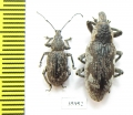 Curculionidae sp.  Tanzania - INSECTS-STORE.RU