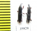 Curculionidae sp.  Tanzania - INSECTS-STORE.RU