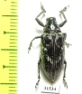 Curculionidae sp.  Tanzania - INSECTS-STORE.RU