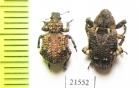 Curculionidae sp.  Zambia - INSECTS-STORE.RU