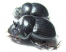 Dichotomius centralis, pair  Venezuela - INSECTS-STORE.RU