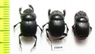 Dichotomius danieli  Costa Rica - INSECTS-STORE.RU