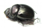 Dichotomius lycas  Brasilia - INSECTS-STORE.RU